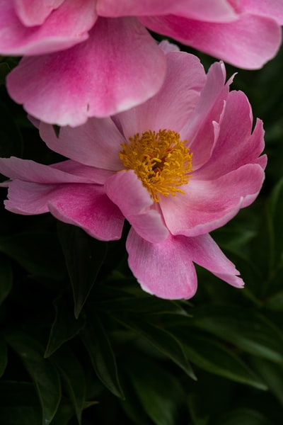 Macro lens of pink flowers
